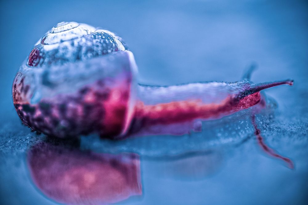 Фотография автора Алиса Чурчудесная