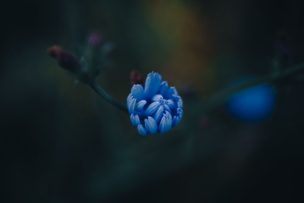 Фотография автора Алиса Чурчудесная