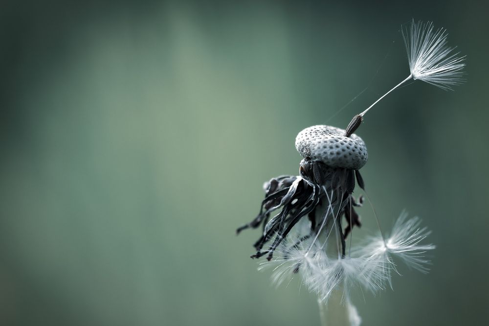 Photograph by Son Ja