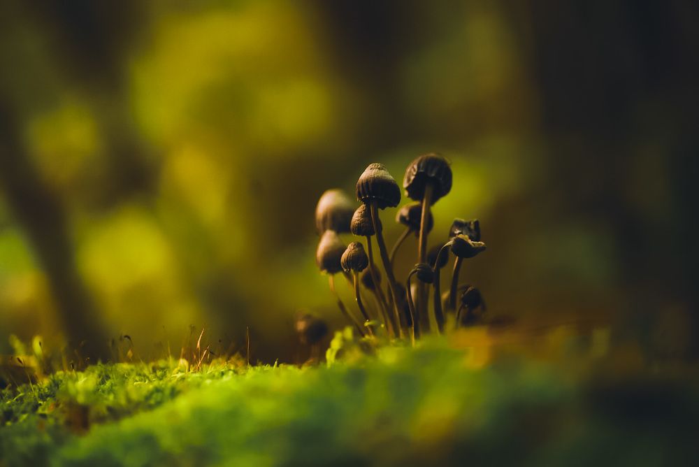 Фотография автора Алиса Чурчудесная