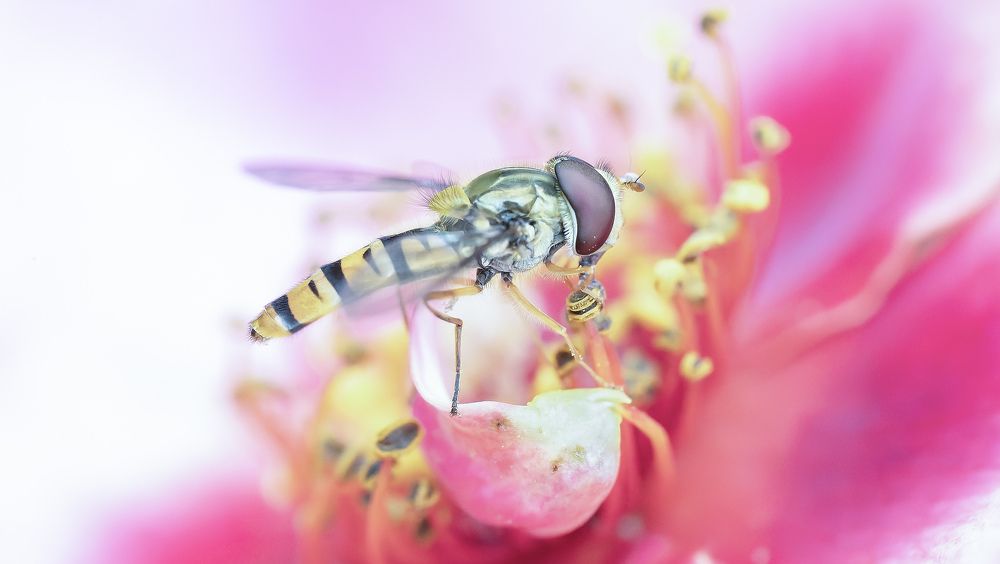 Hover fly inside rose flower