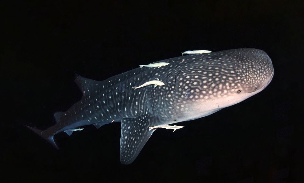 Photograph by Дмитрий Серебряков