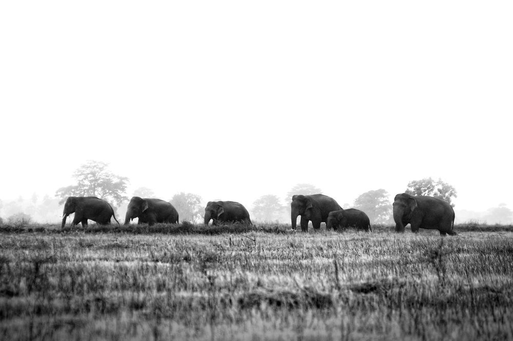 Photograph by Mohamed Aashik Mohamed Caseem