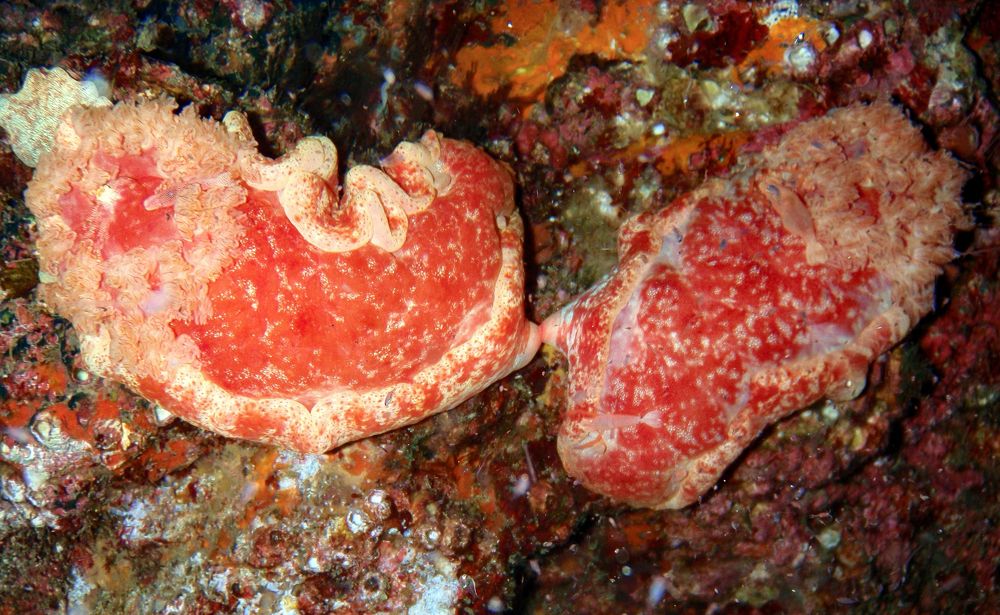 Photograph by Дмитрий Серебряков