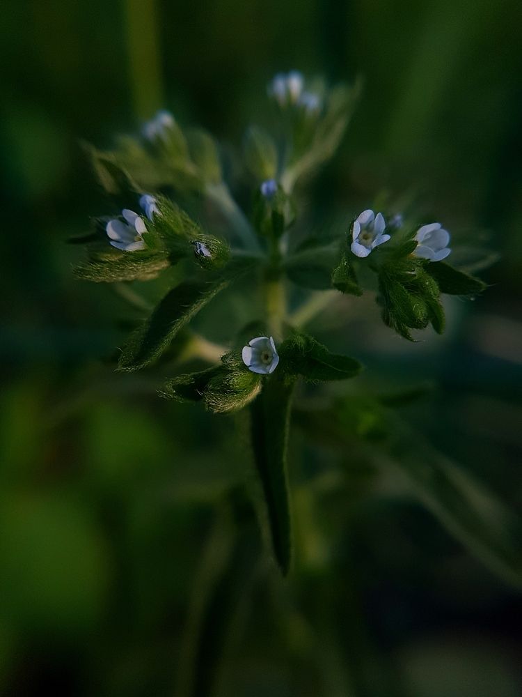 Photograph by Анна Нуразян