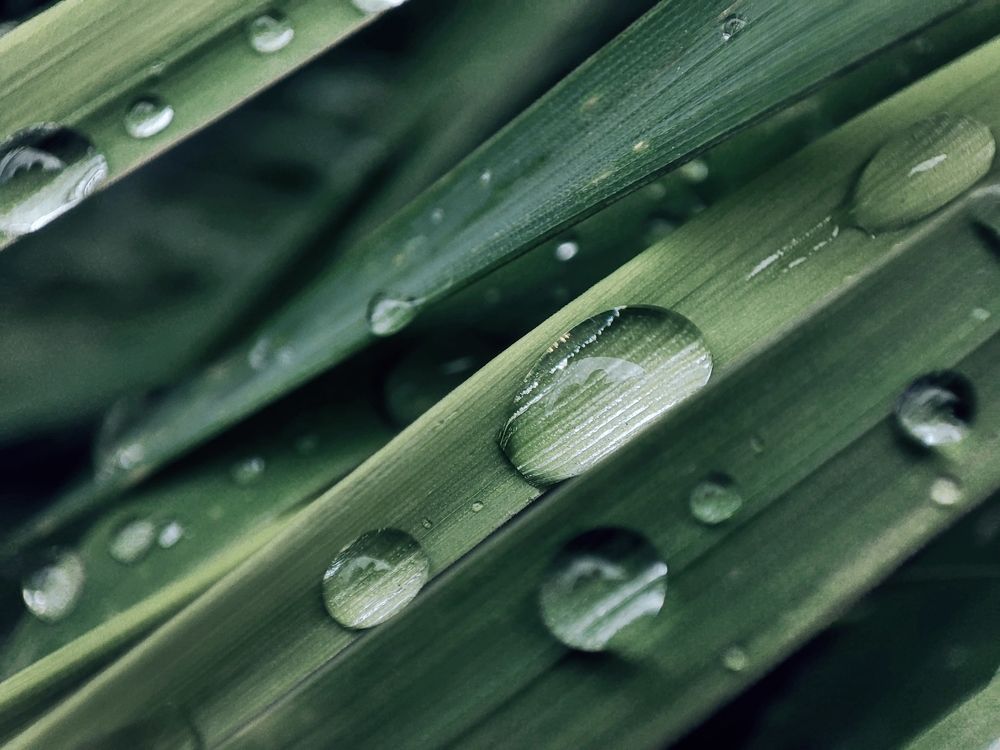 Photograph by Анна Нуразян