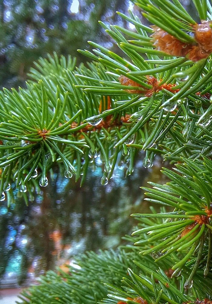 Photograph by Алла Холодова