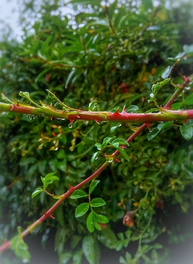 Photograph by Алла Холодова