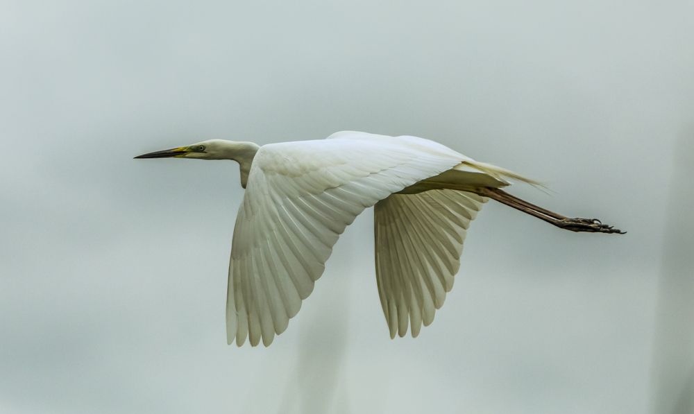 Фотография автора COMSA BOGDAN