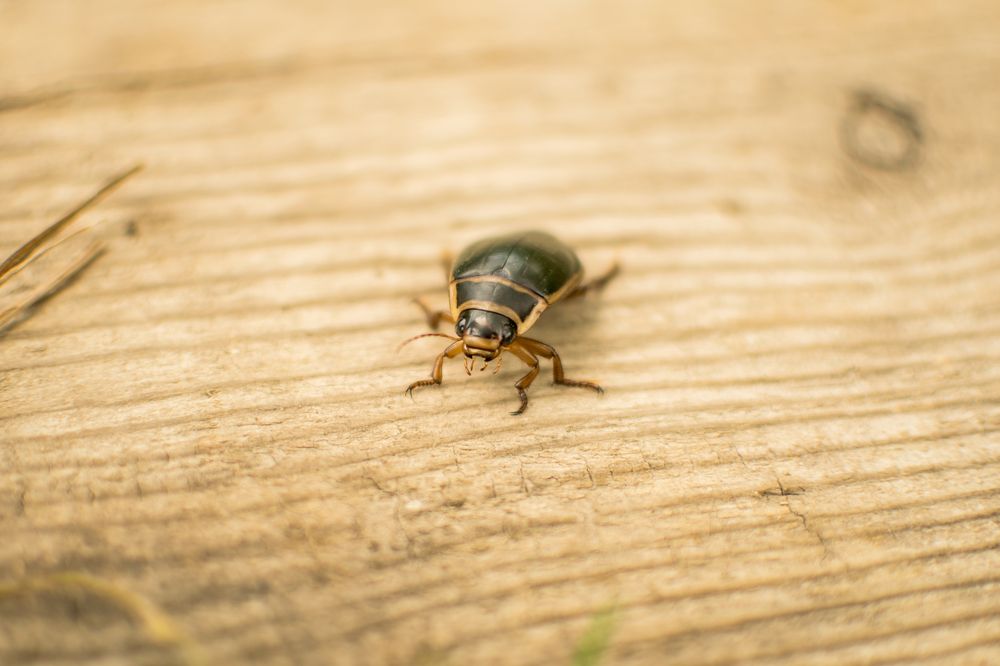 Photograph by Светлана Бурилло