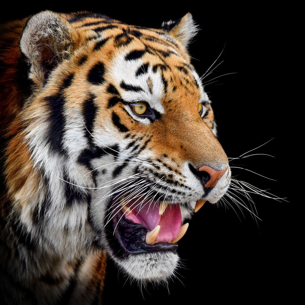 Photograph by Владимир Сафонов