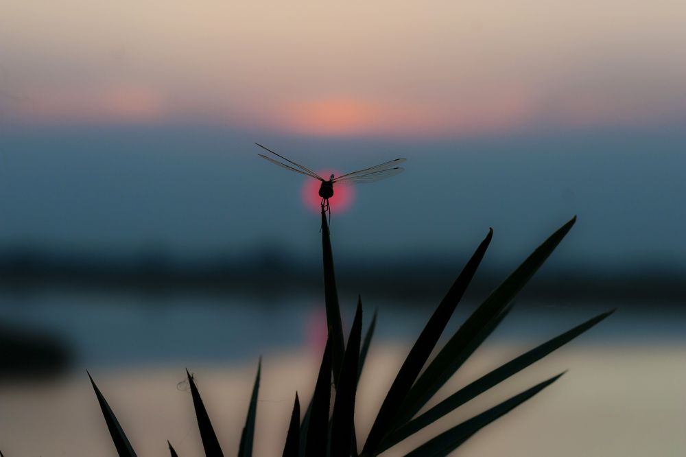 Photograph by SRIMANTA RAY