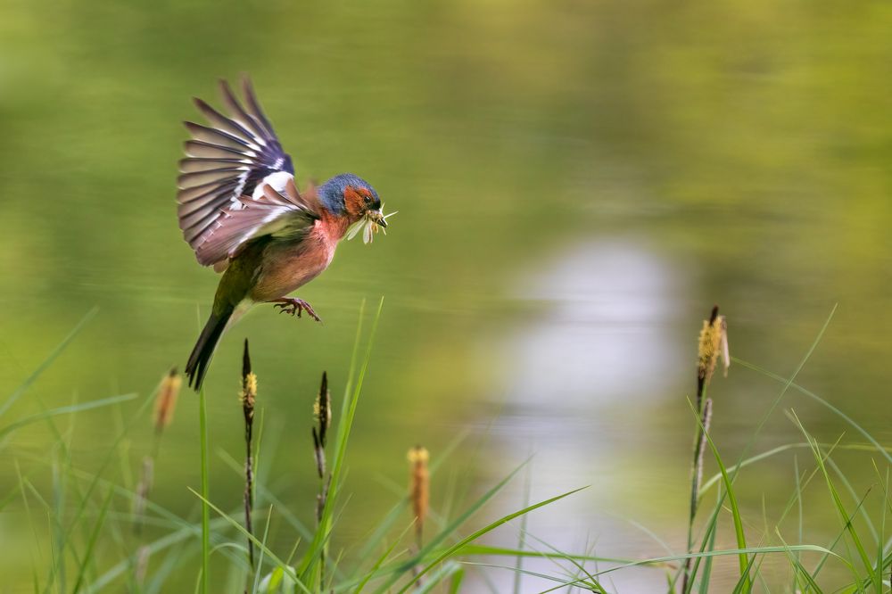 Добрая охота