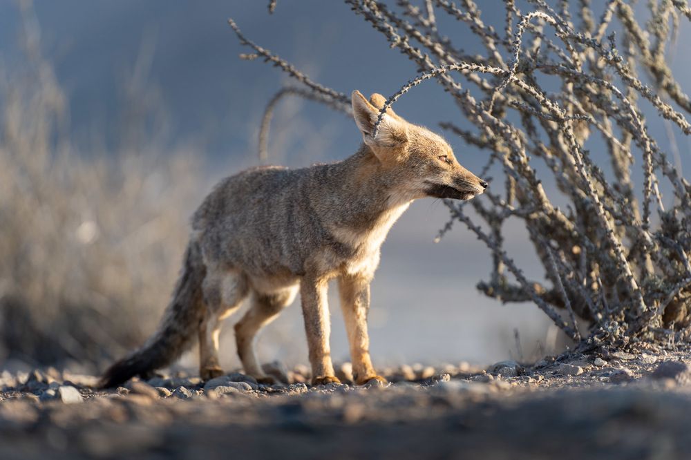 Desert, nature and man