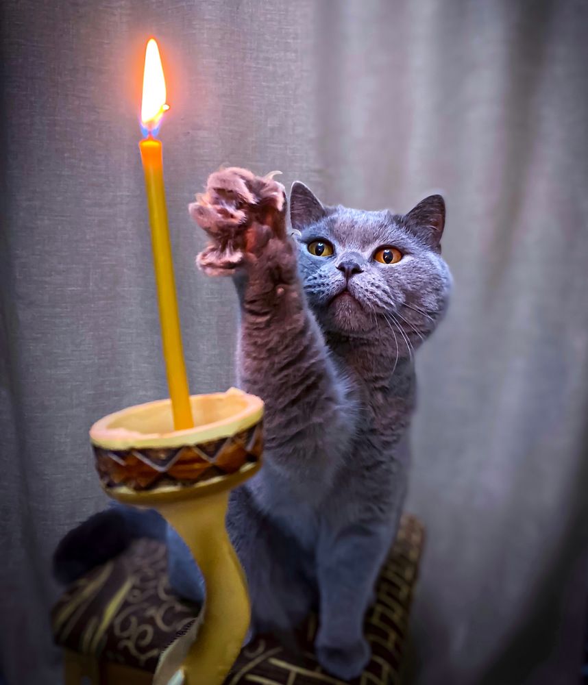 Кот и свеча