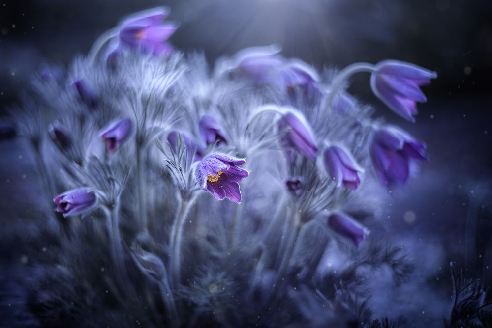 Магия весны