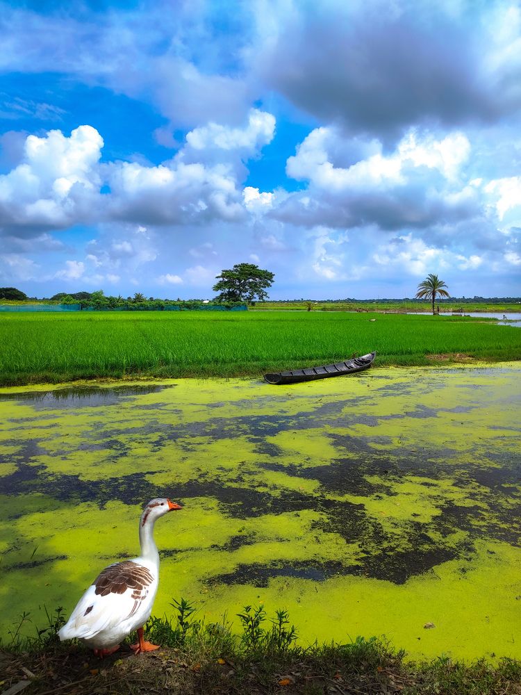 Photograph by joy mondal