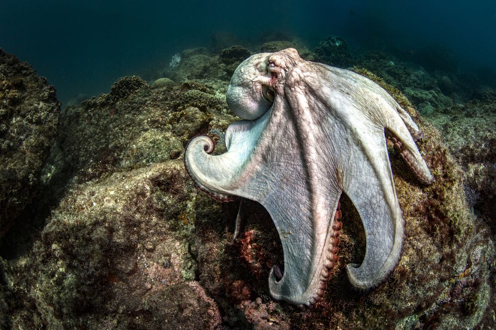 Фотография автора Paula Vianna