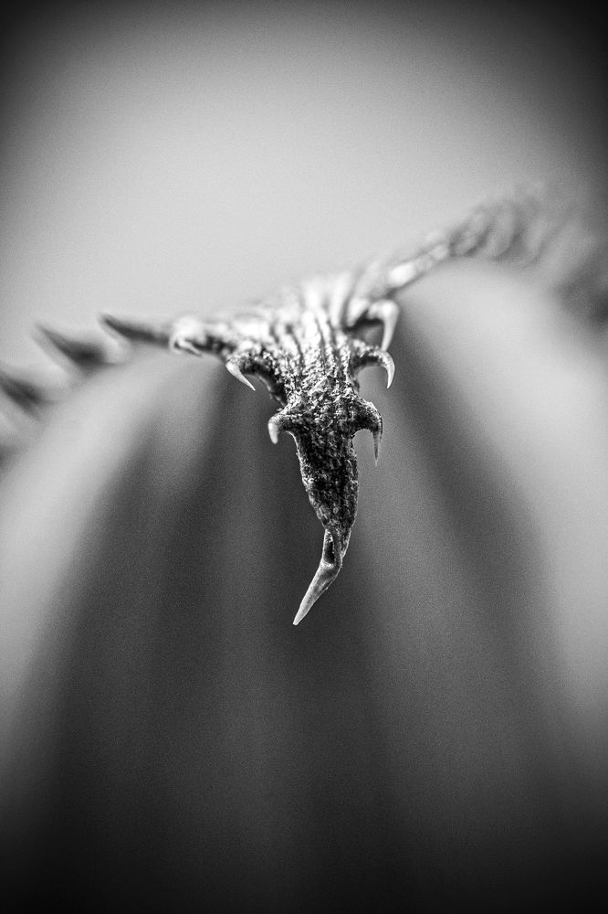 Photograph by Владимир Лекунович