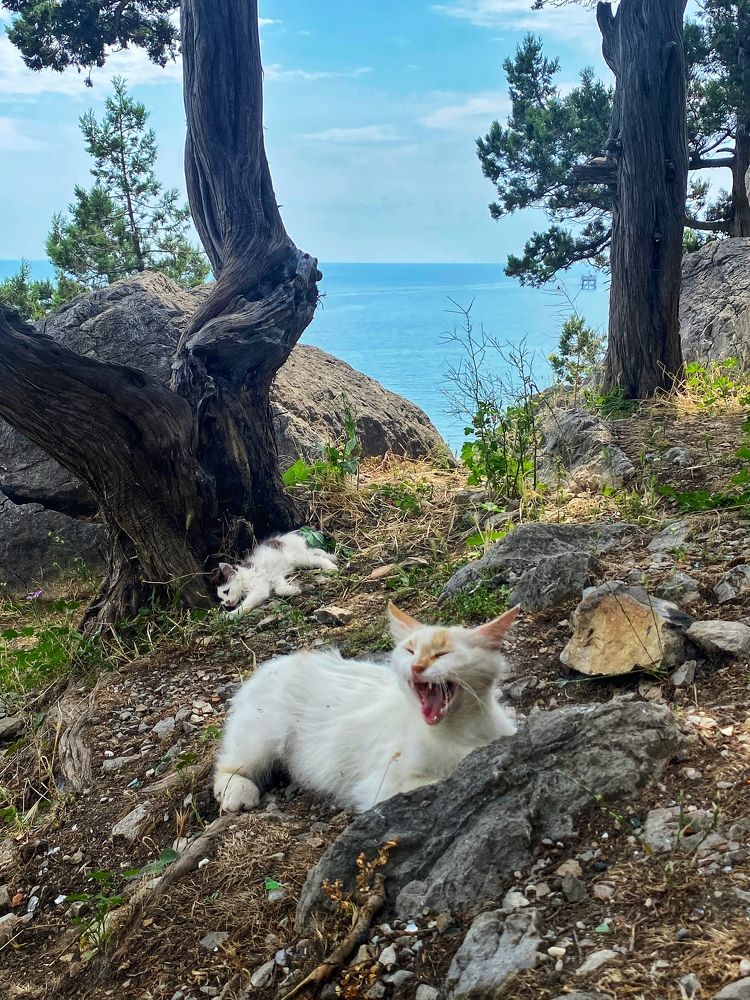 Кошка на горе "Кошка"