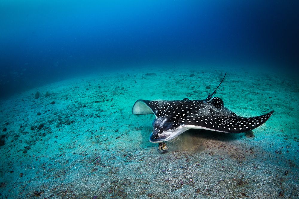 Фотография автора Paula Vianna