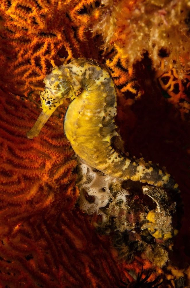 Photograph by Aldo Galante