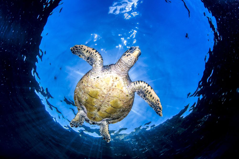 Фотография автора Paula Vianna