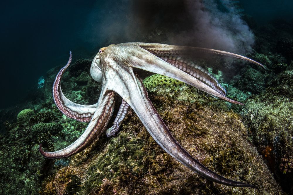 Фотография автора Paula Vianna