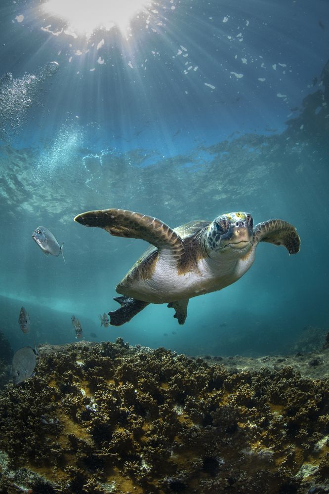 Фотография автора Paula Vianna