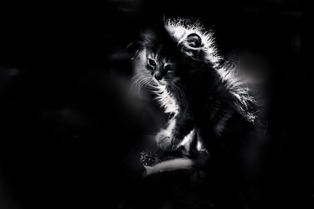 Photograph by Katherine Strauss