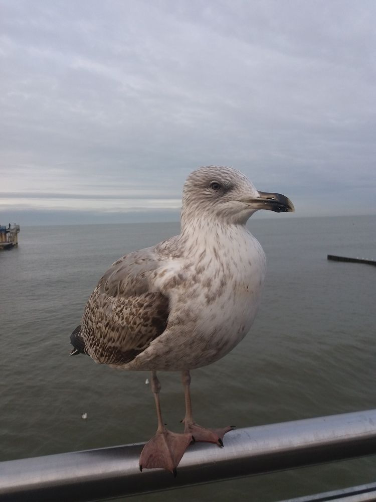 Photograph by Раббе Владимир