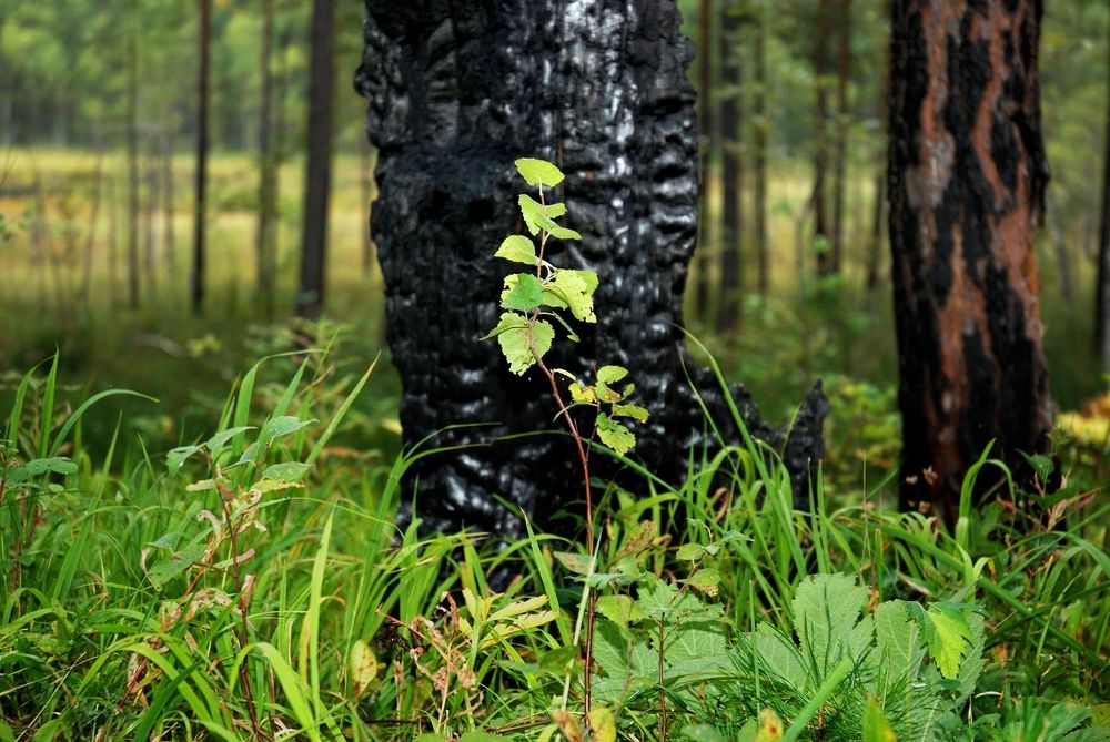 Photograph by Юрий Тимофеев