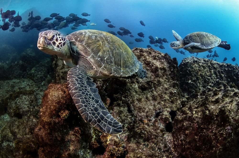 Фотография автора Paula Vianna