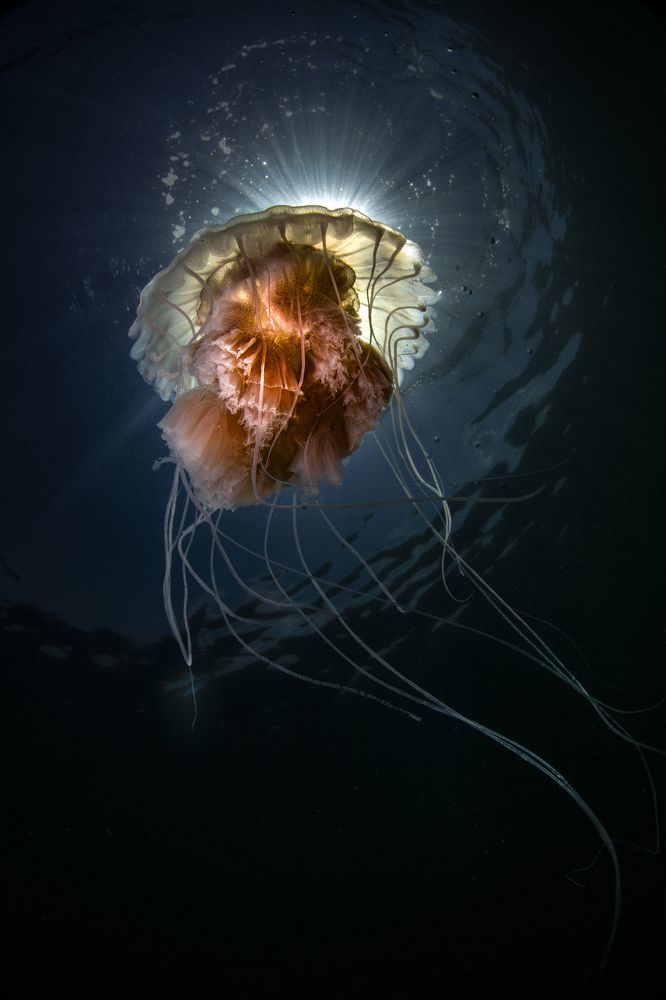 Фотография автора Paula Vianna