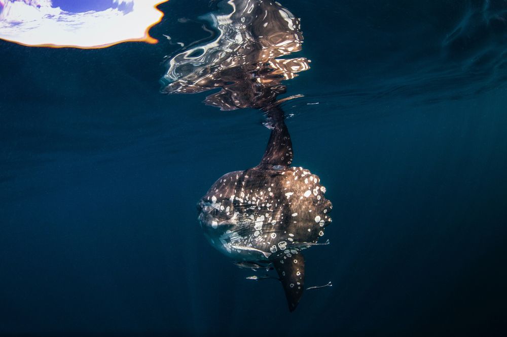 Фотография автора Paula Vianna