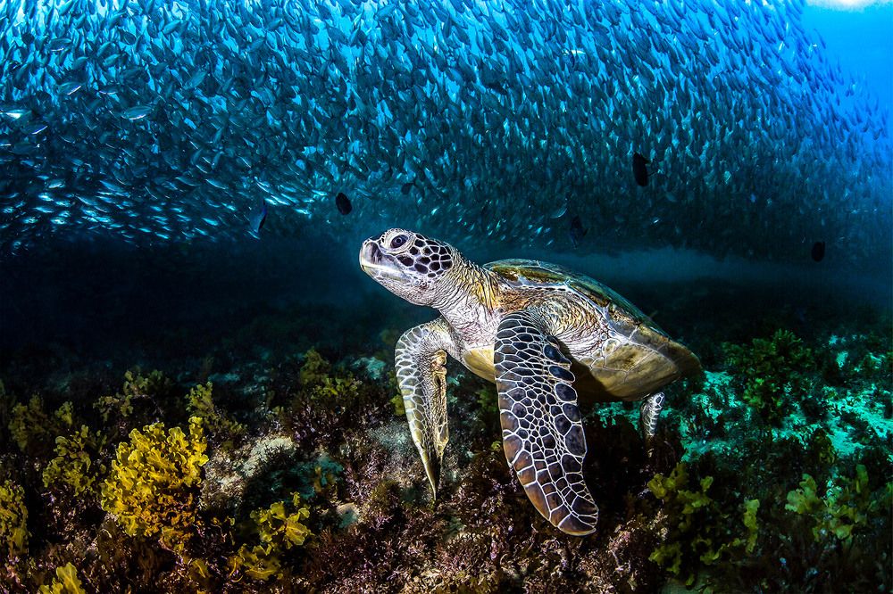 Фотография автора Paula Vianna