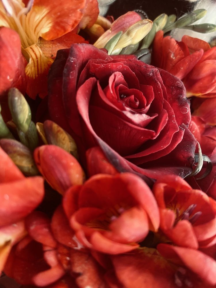 Фотография автора shima tabatabai