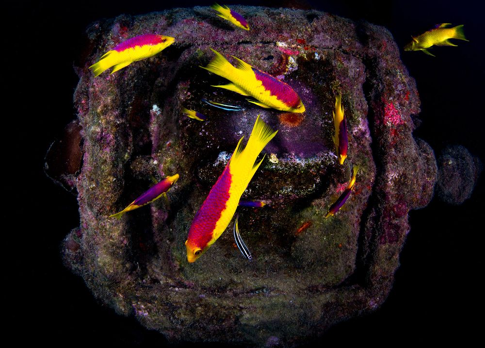 Фотография автора Paula Vianna