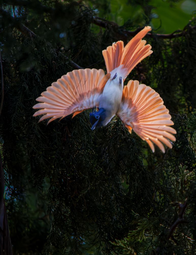 Photograph by Samyuktha Narayanan