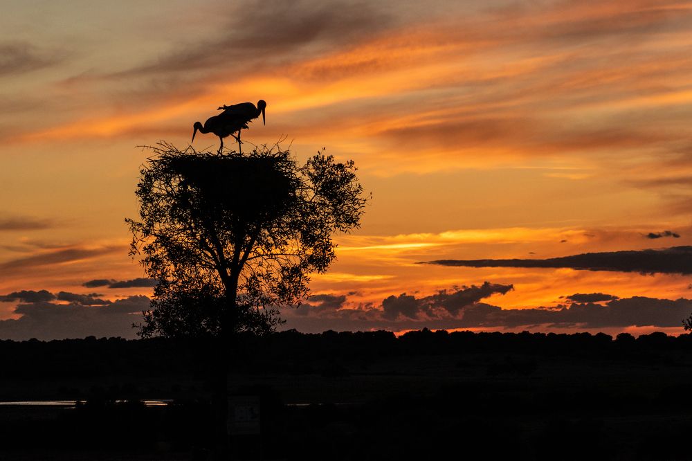 Doñana Sunset