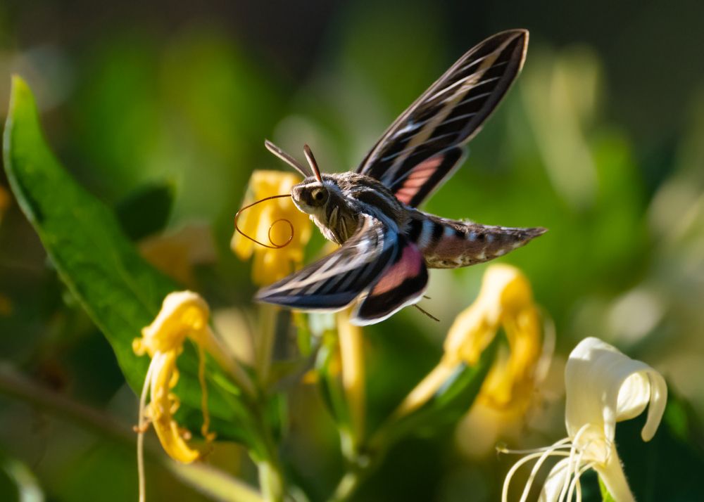Striped Morning Sphinx Series