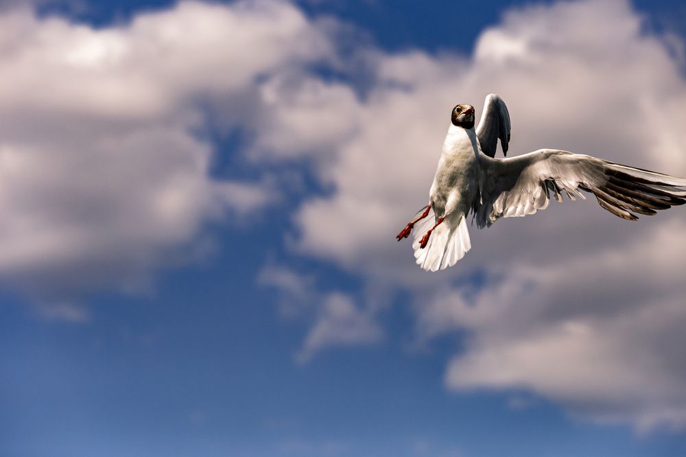 Фотография автора Andrej Levius