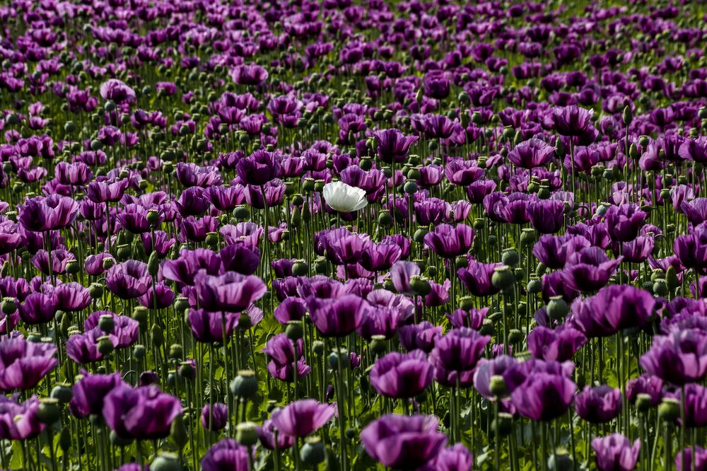 Фотография автора Andrej Levius