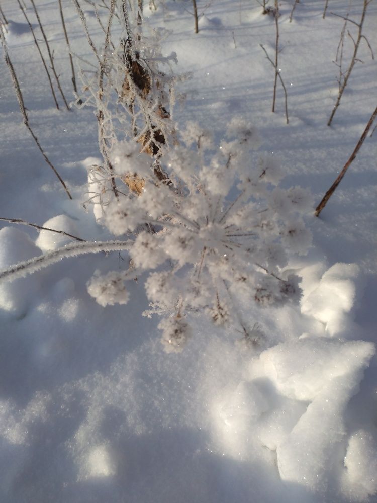 Photo #7410493