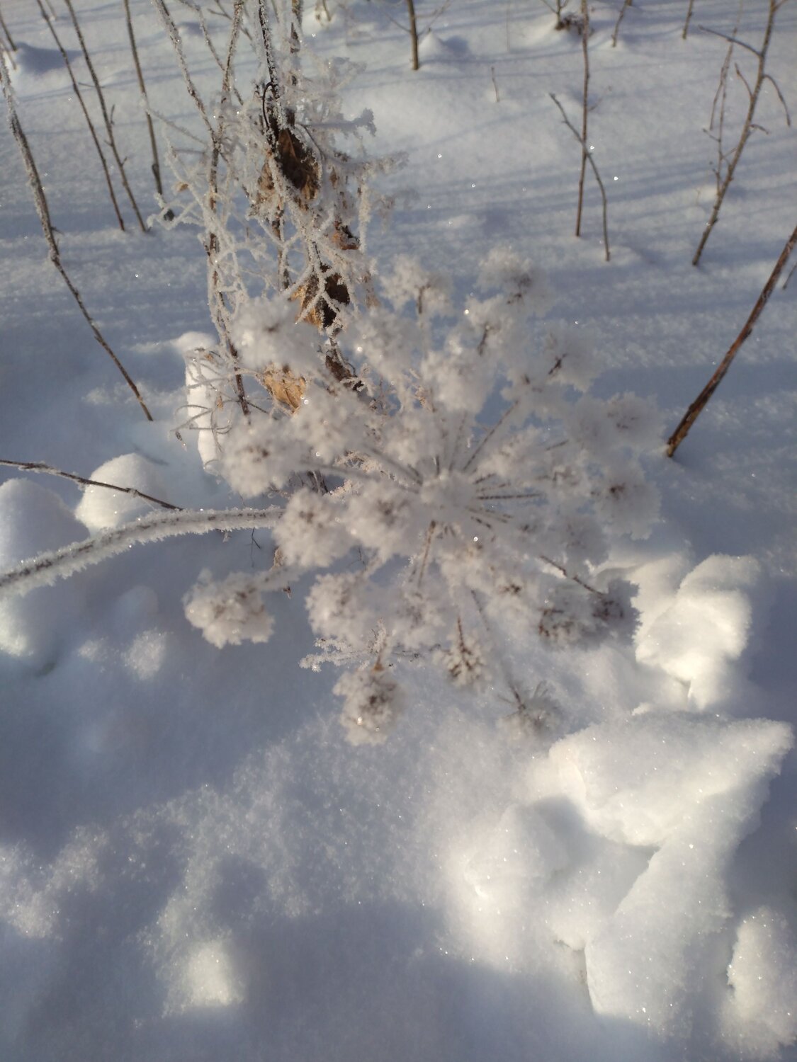 Photo #7410493