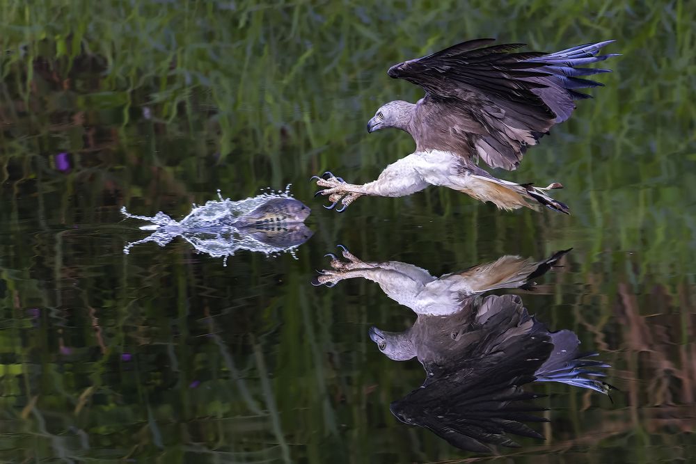 Photograph by PARTHA ROY