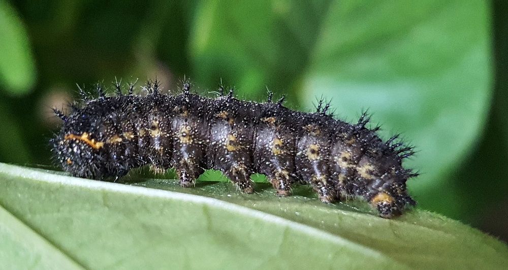 Photograph by Firas Abussaud