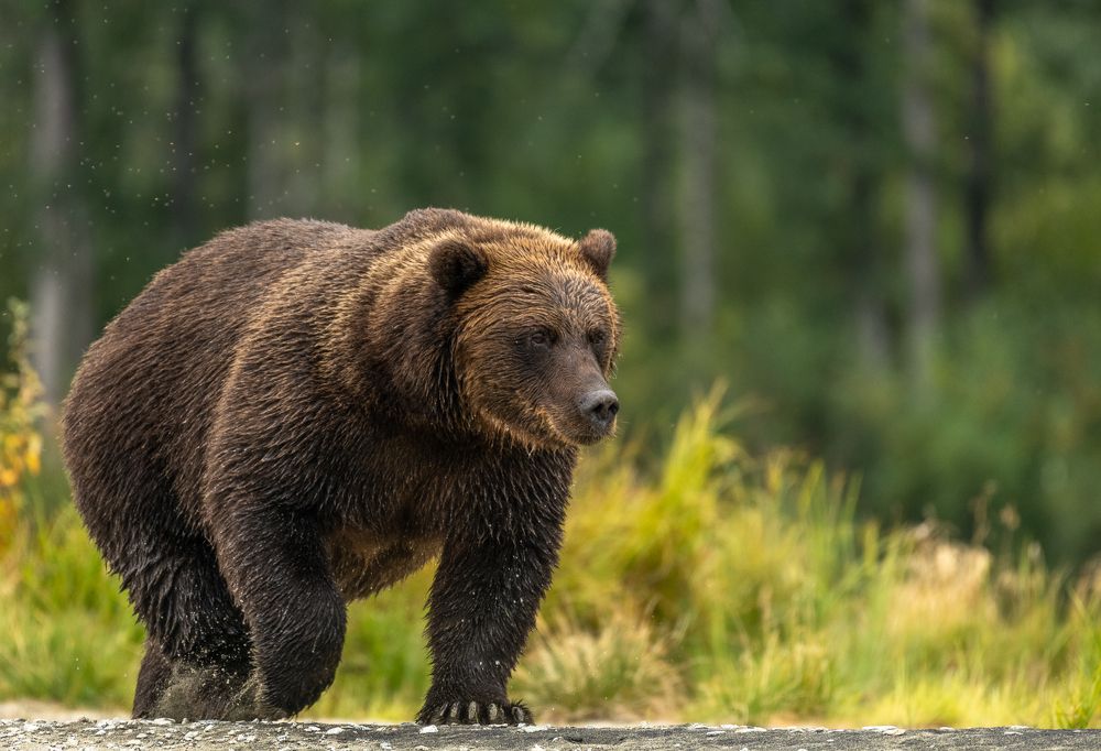 Tracking Grizzly/Brown Bear