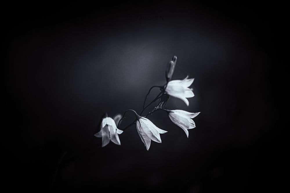 Само совершенство