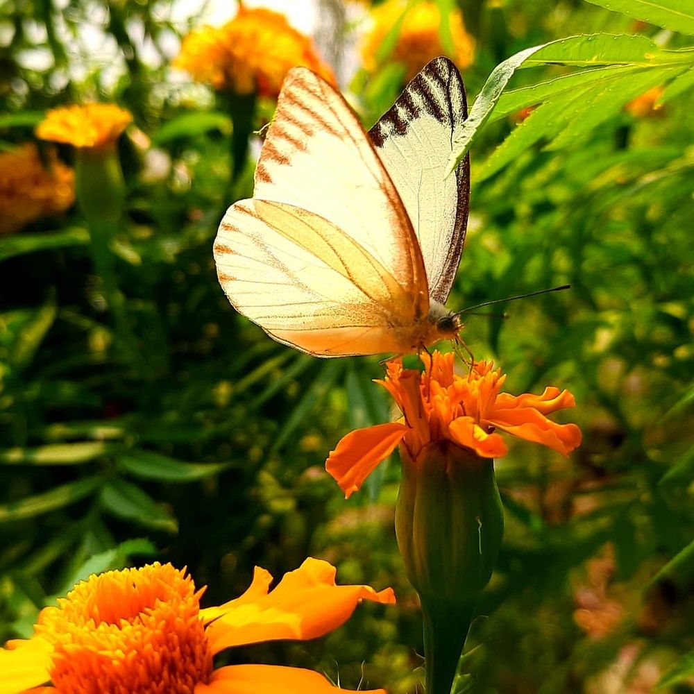 Фотография автора Sayan Das